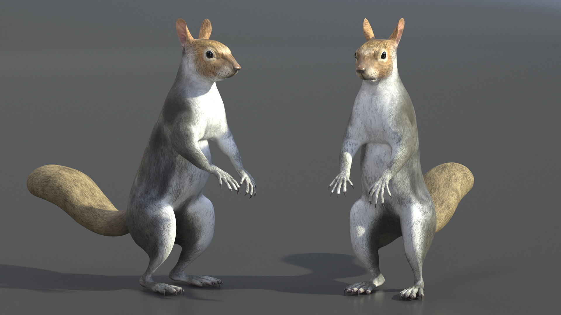 3D model Gray Squirrel in Standing Pose