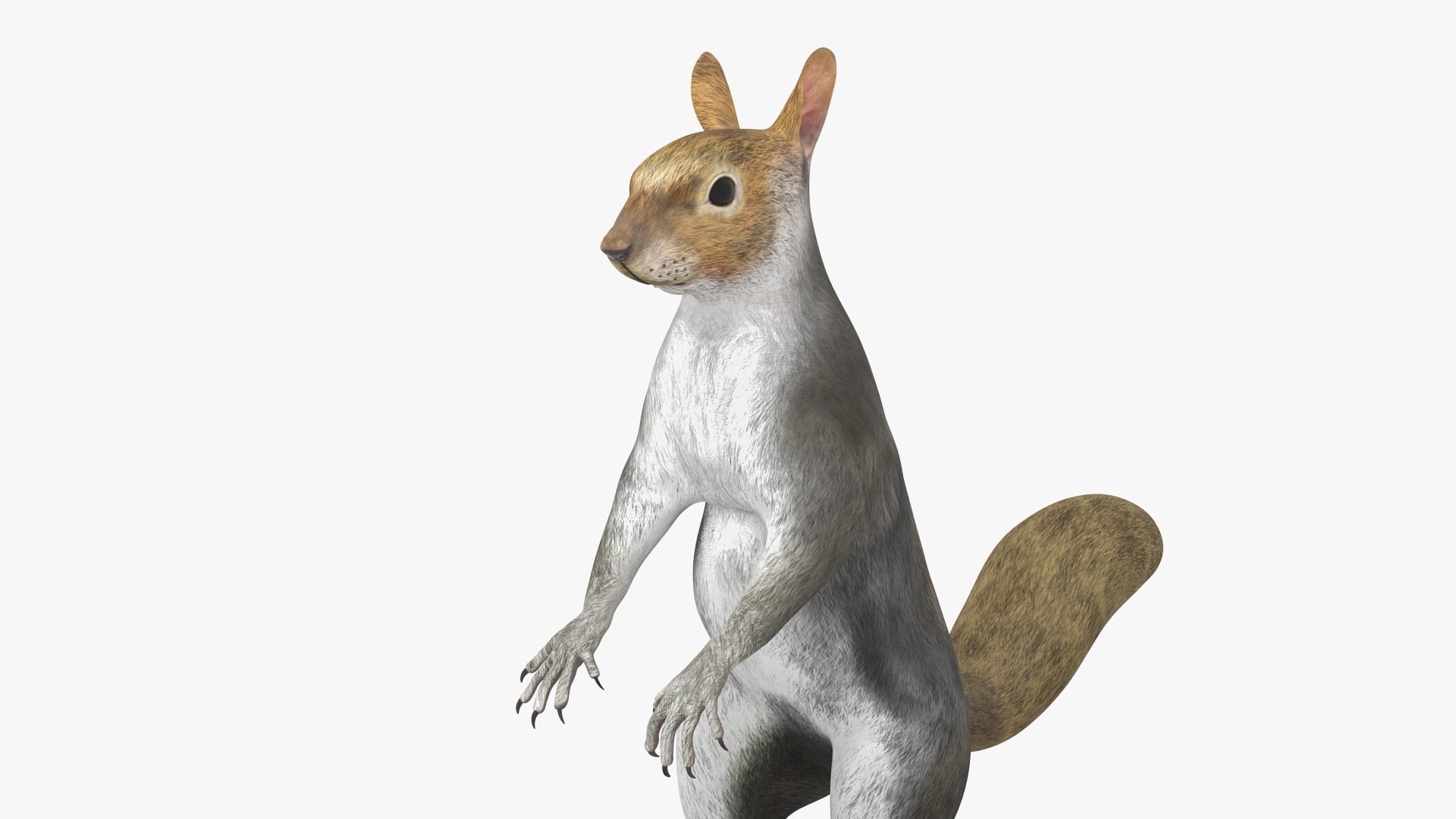 3D model Gray Squirrel in Standing Pose