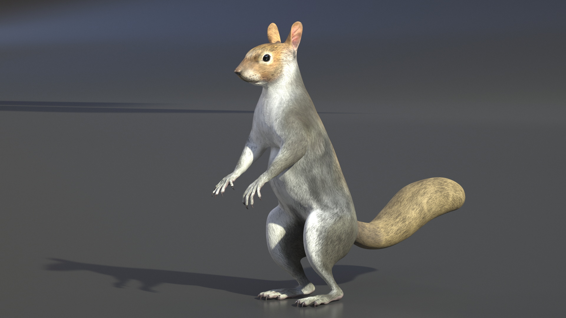3D model Gray Squirrel in Standing Pose