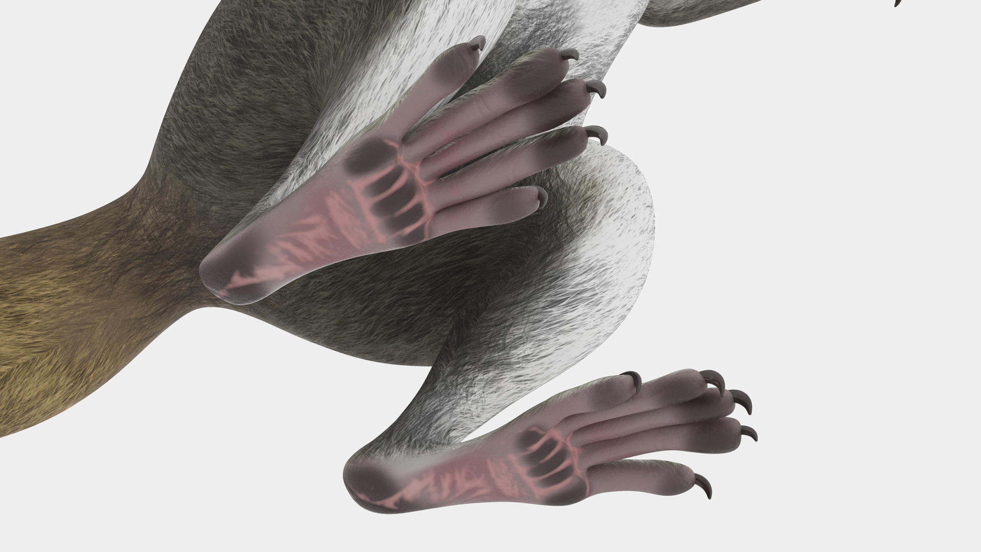 3D model Gray Squirrel in Standing Pose