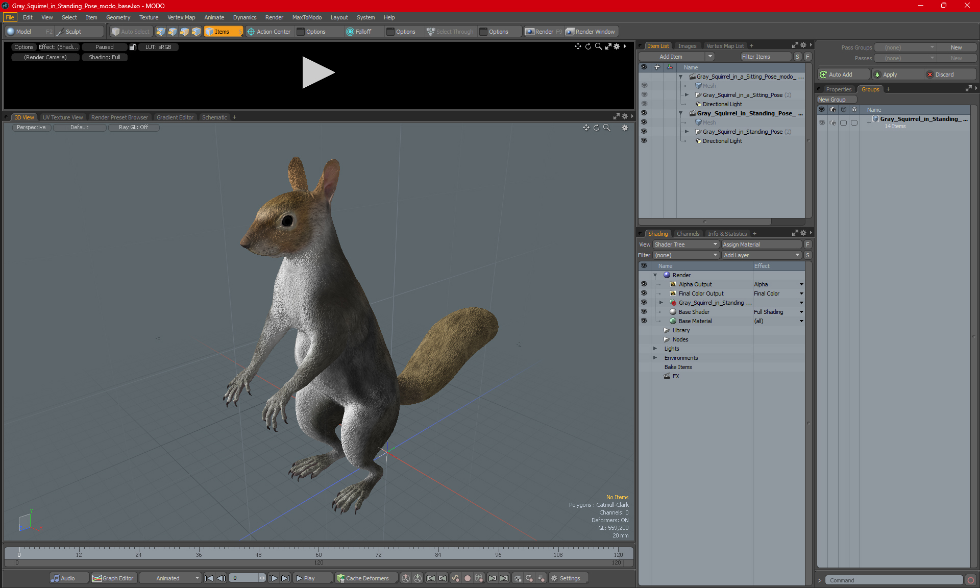 3D model Gray Squirrel in Standing Pose