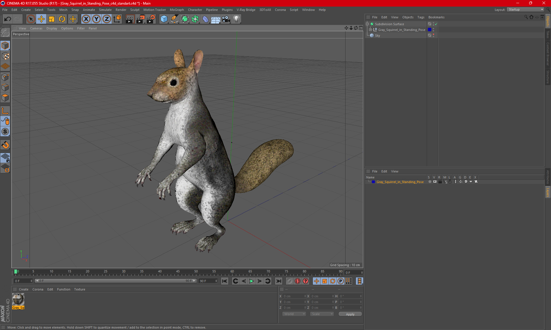 3D model Gray Squirrel in Standing Pose