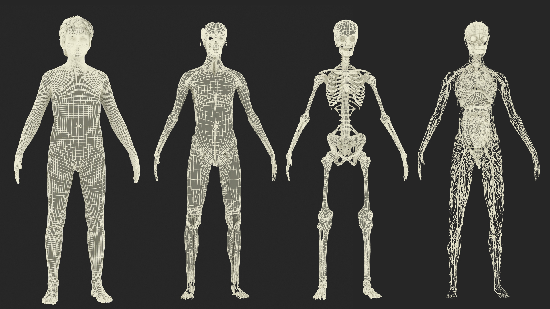 Realistic Skin Young Man with Full Body Anatomy 3D
