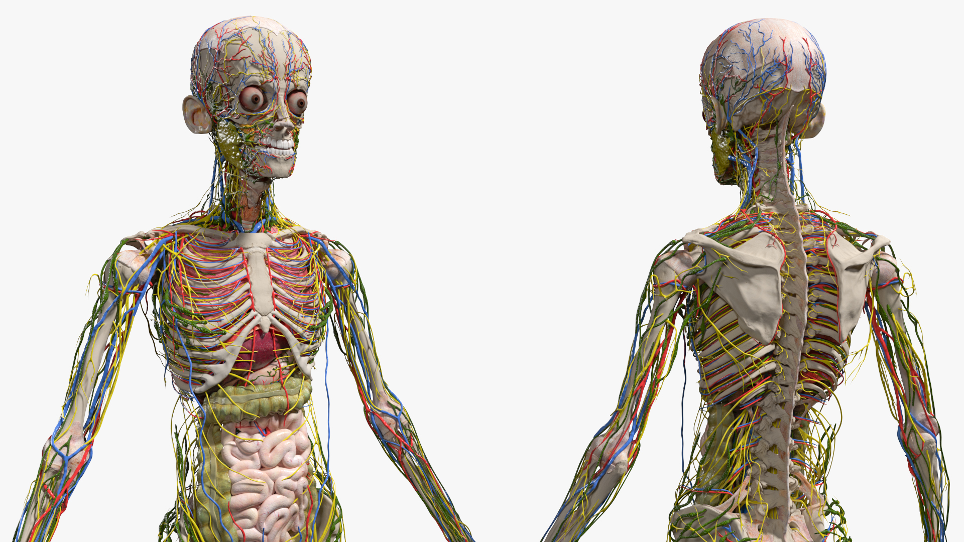 Realistic Skin Young Man with Full Body Anatomy 3D
