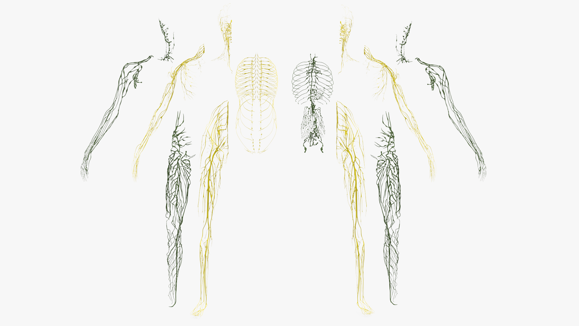 Realistic Skin Young Man with Full Body Anatomy 3D