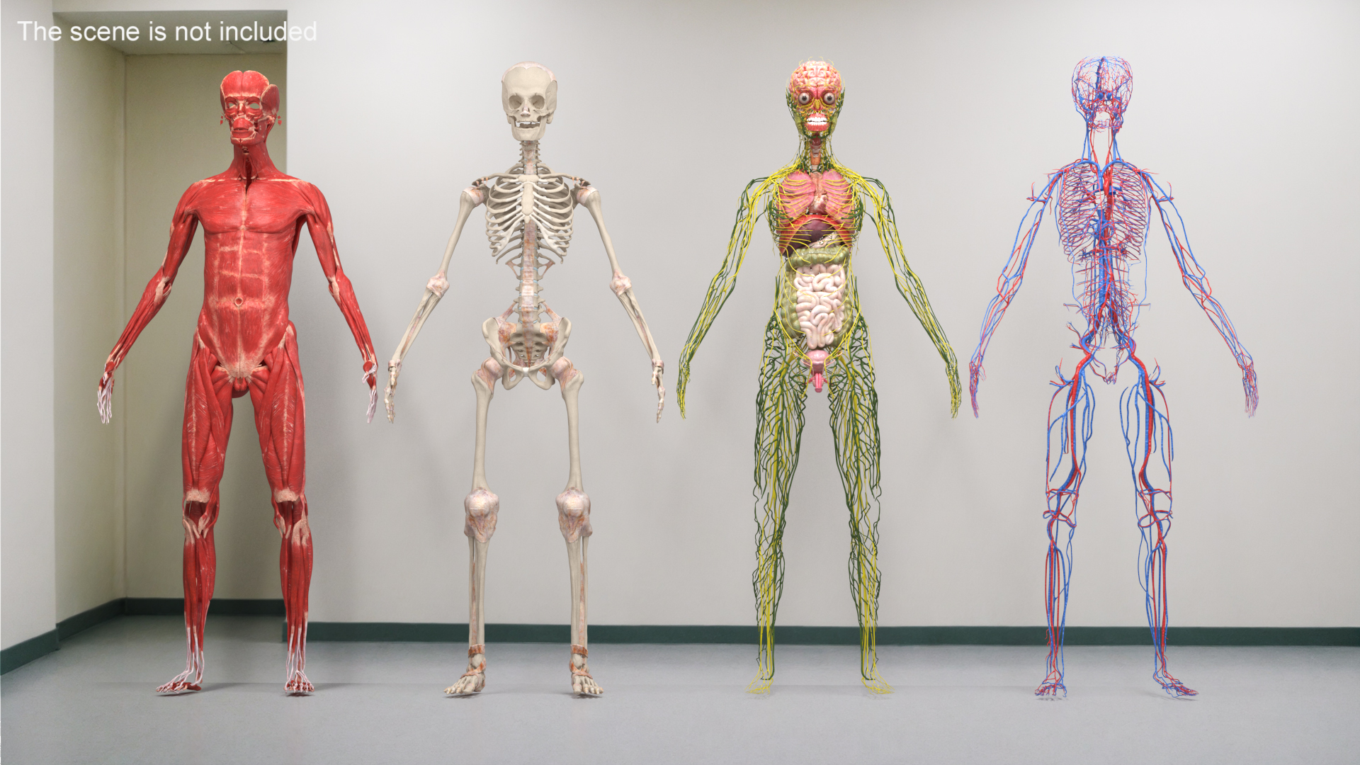 Realistic Skin Young Man with Full Body Anatomy 3D