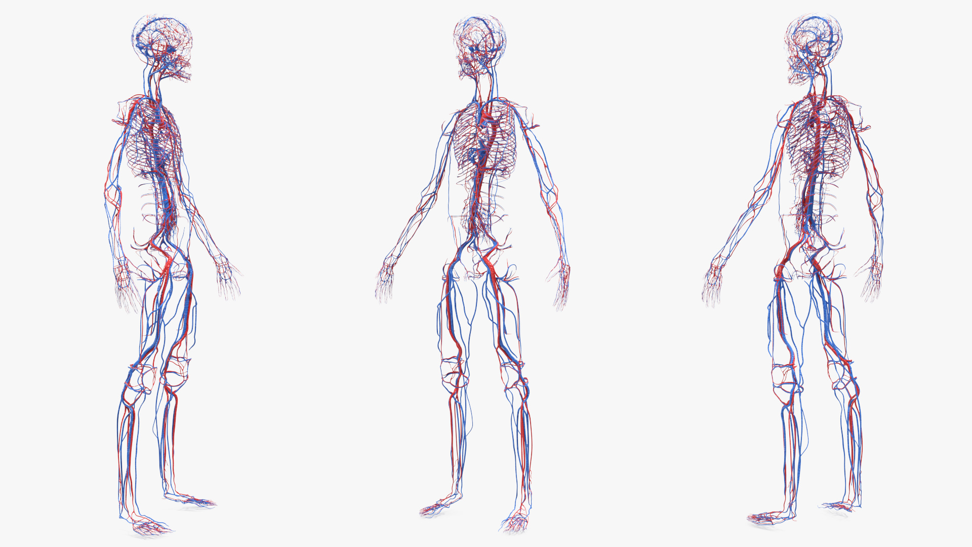 Realistic Skin Young Man with Full Body Anatomy 3D