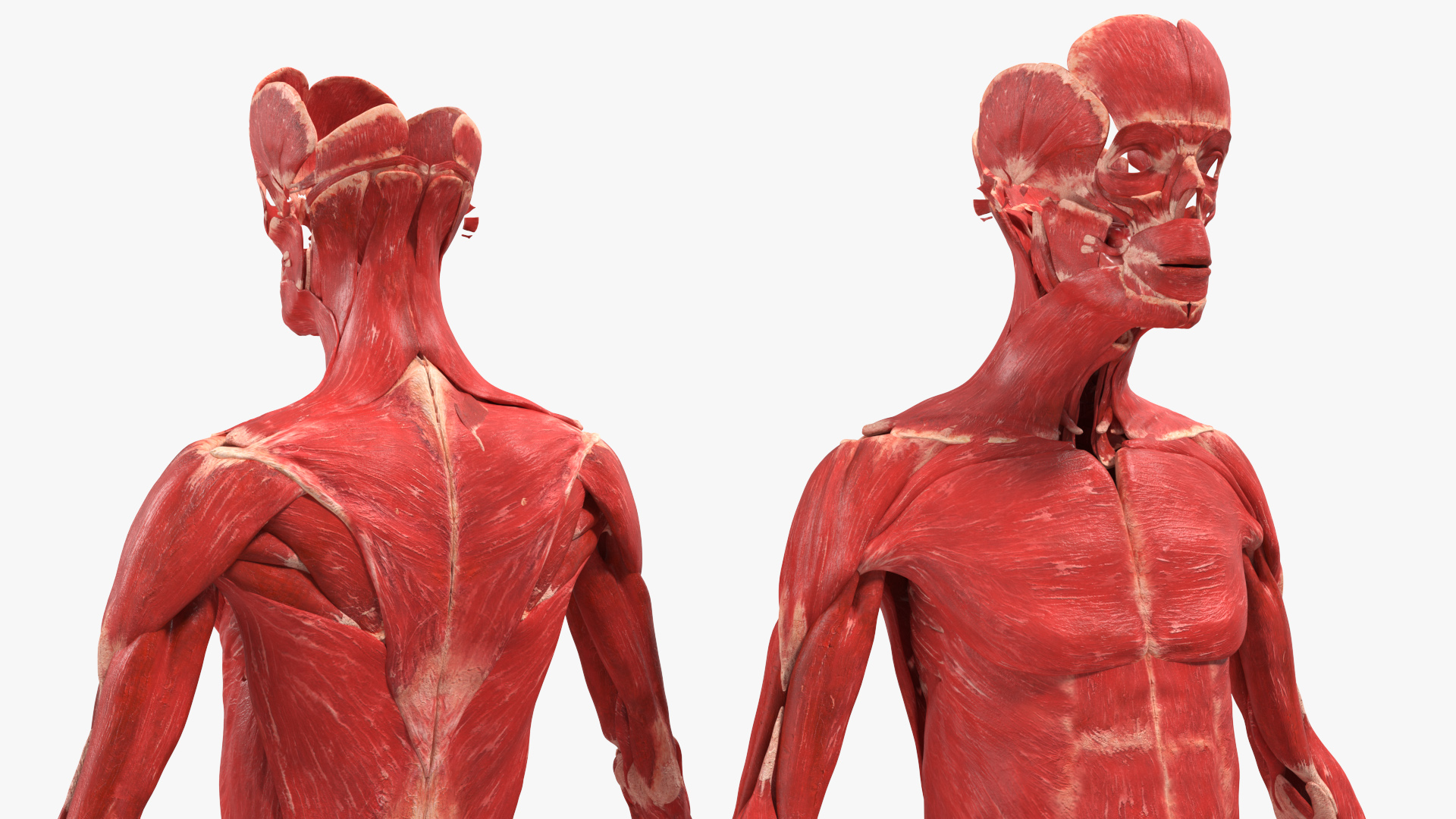 Realistic Skin Young Man with Full Body Anatomy 3D