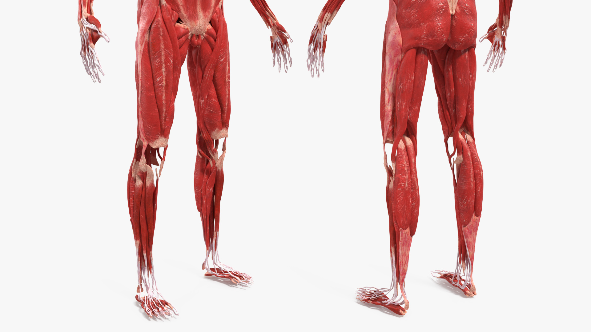 Realistic Skin Young Man with Full Body Anatomy 3D