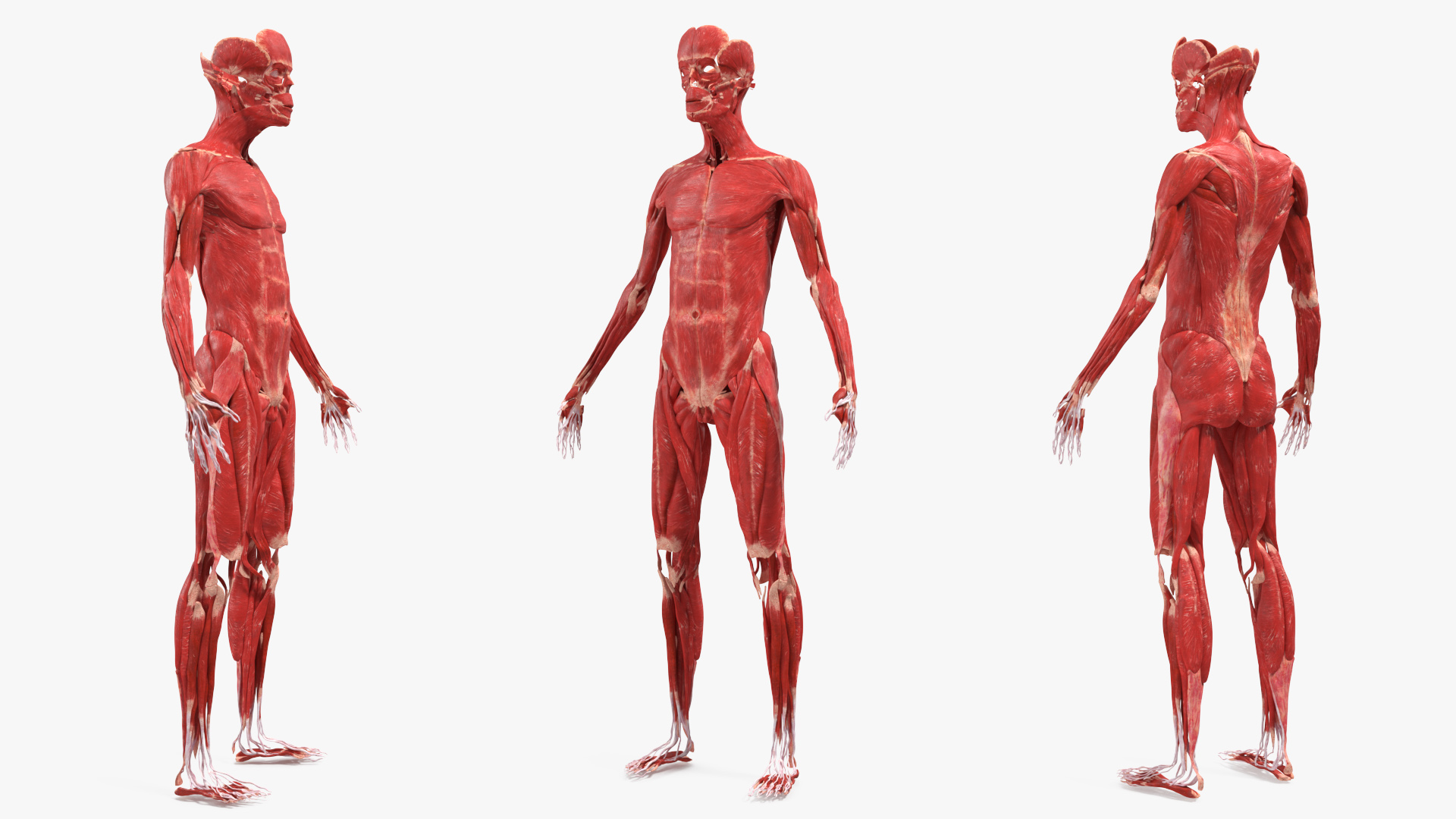 Realistic Skin Young Man with Full Body Anatomy 3D