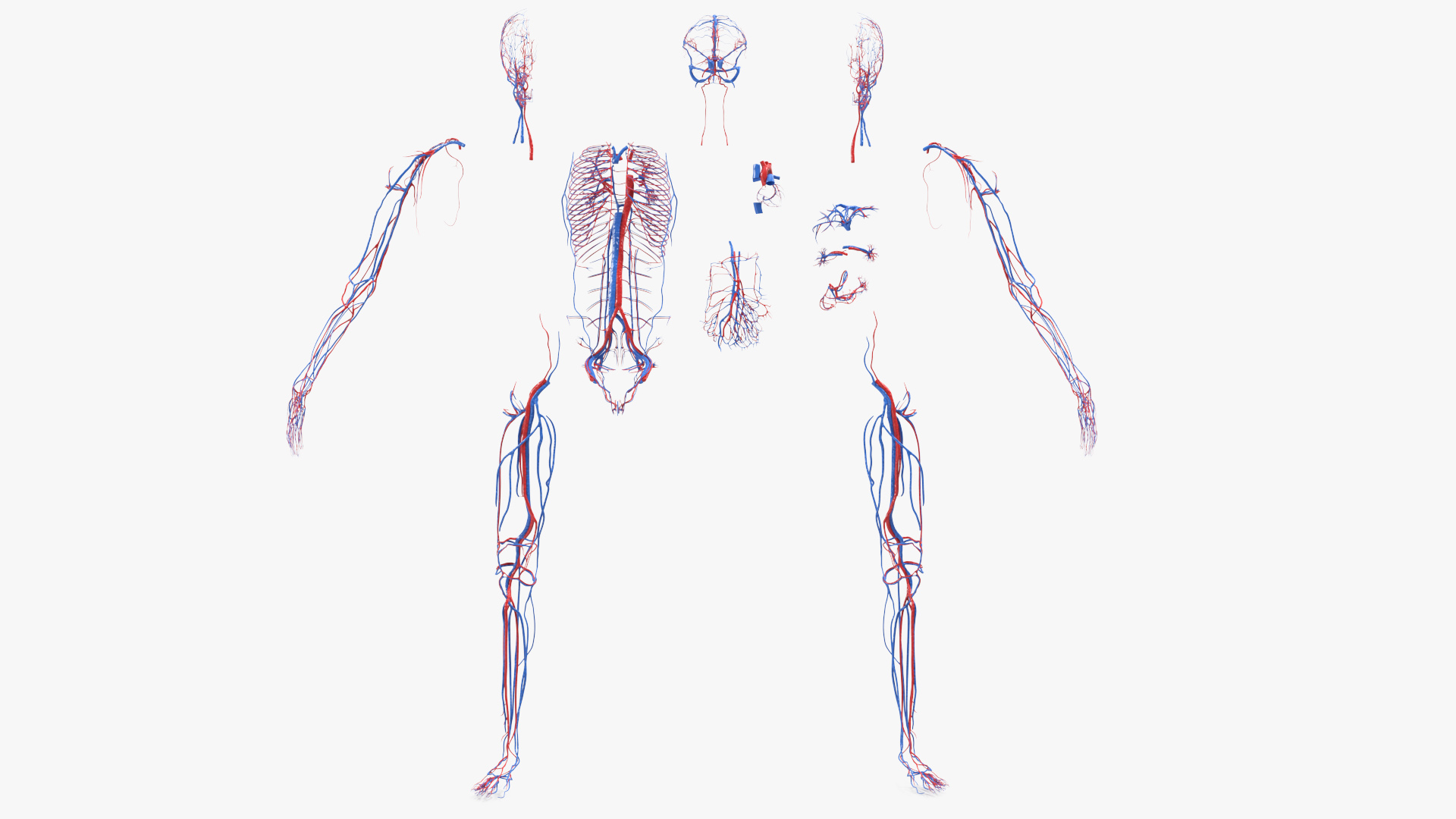 Realistic Skin Young Man with Full Body Anatomy 3D