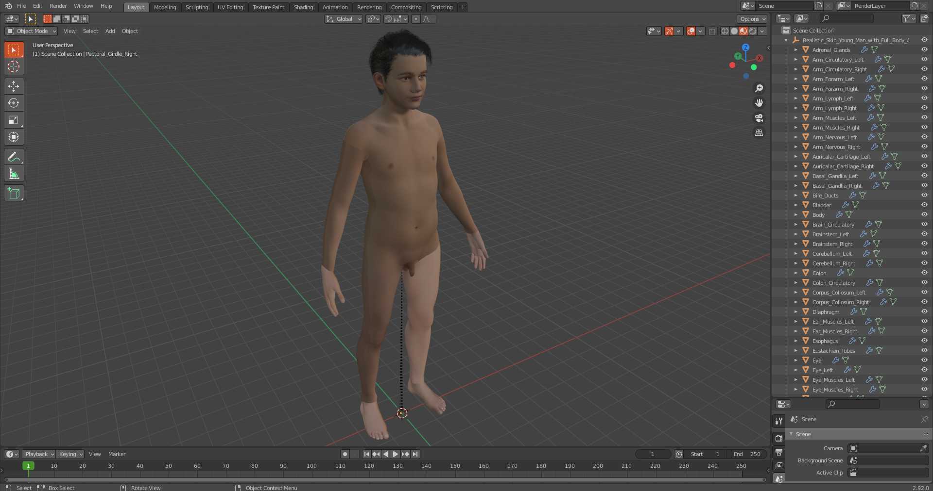 Realistic Skin Young Man with Full Body Anatomy 3D