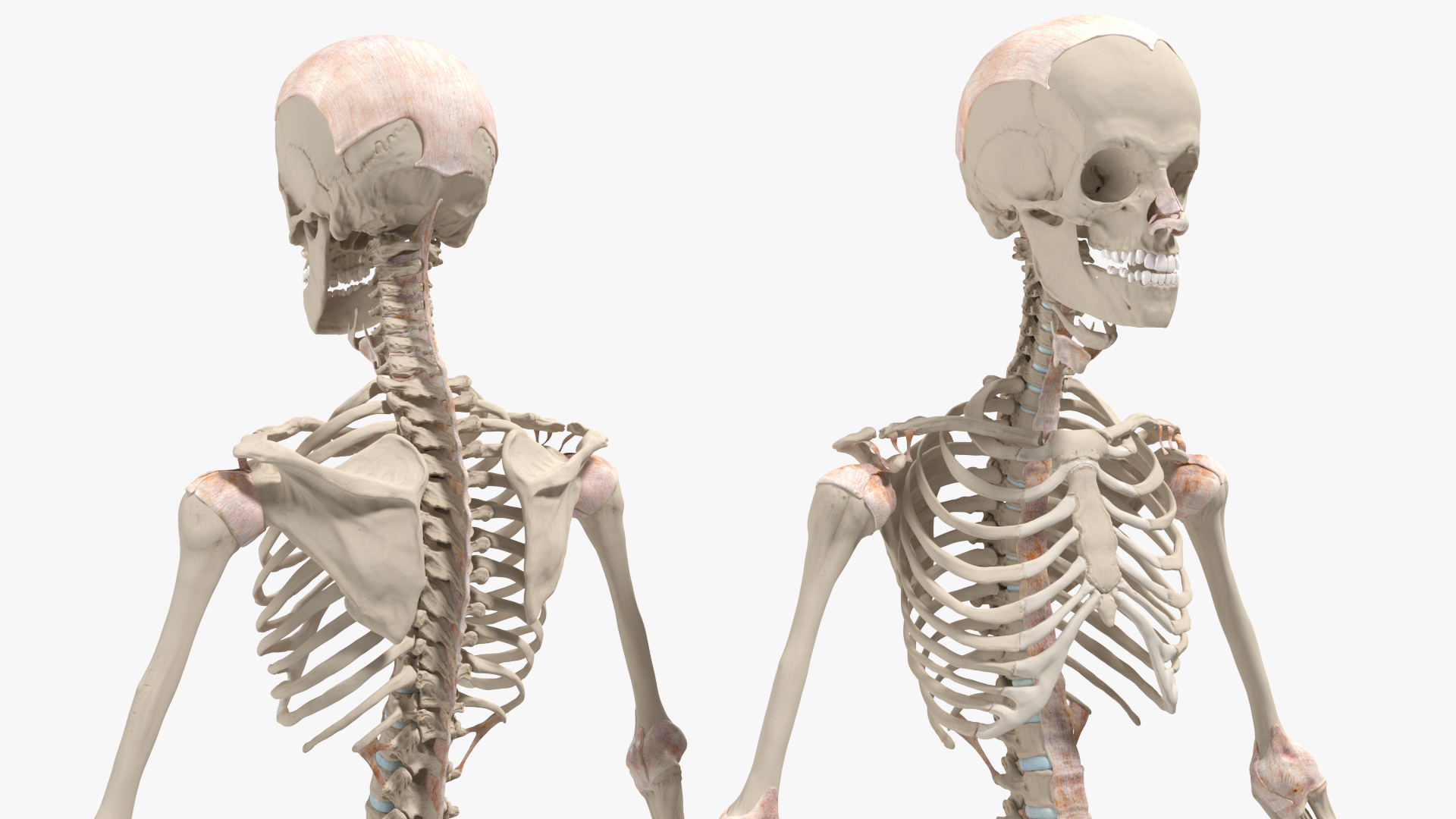 Realistic Skin Young Man with Full Body Anatomy 3D