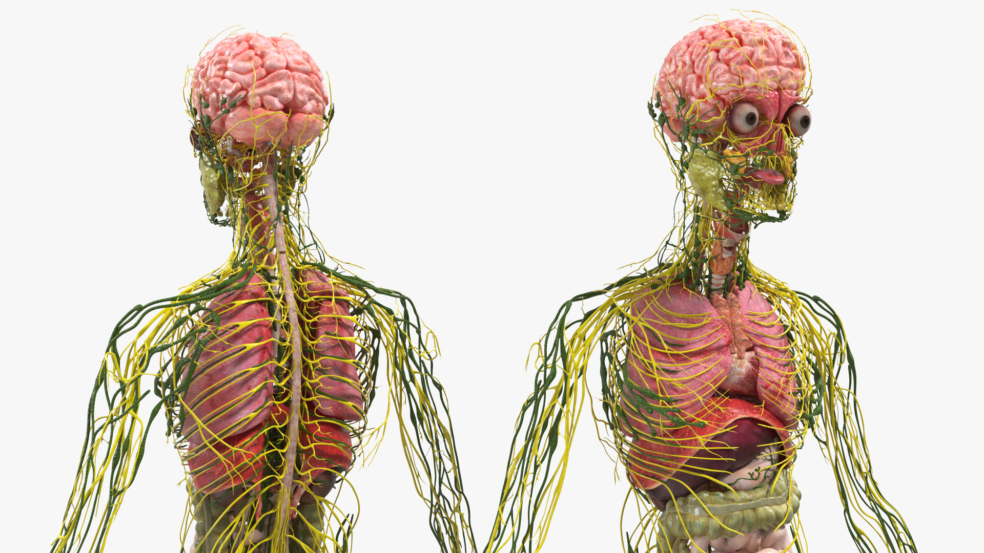 Realistic Skin Young Man with Full Body Anatomy 3D