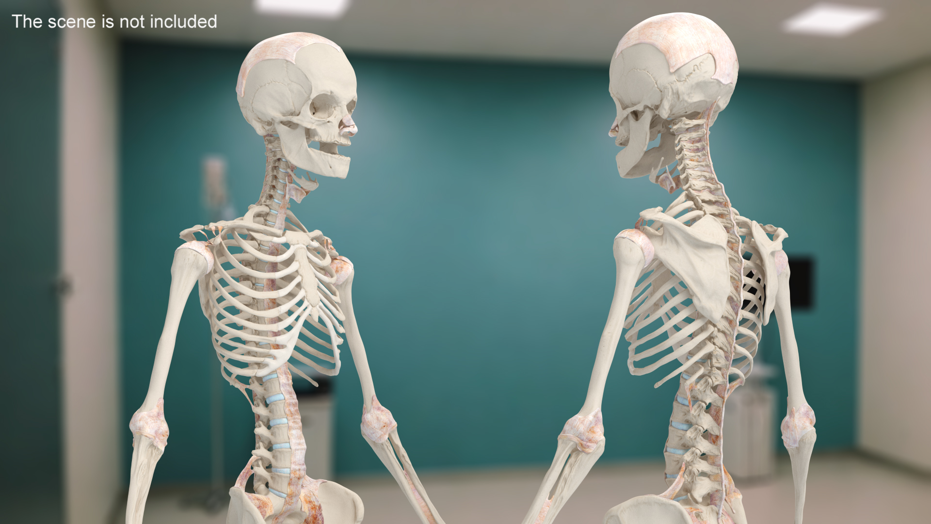 Realistic Skin Young Man with Full Body Anatomy 3D