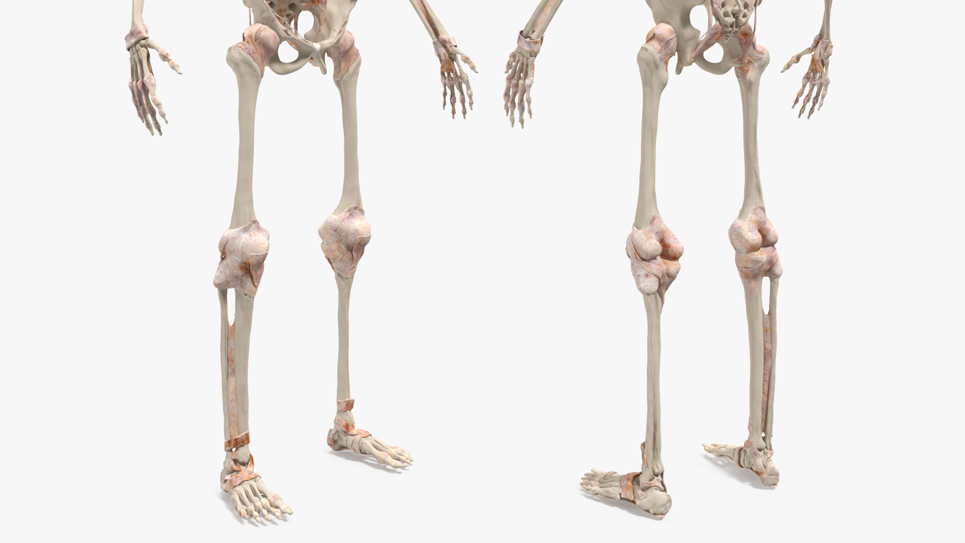 Realistic Skin Young Man with Full Body Anatomy 3D