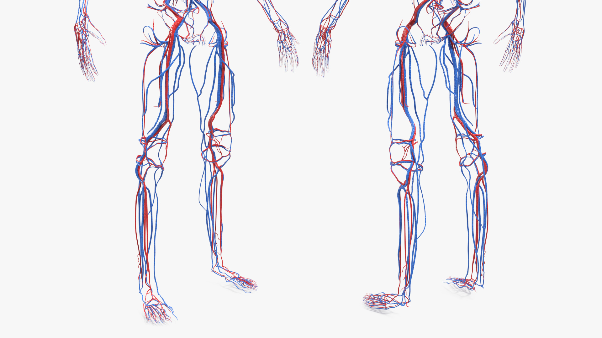 Realistic Skin Young Man with Full Body Anatomy 3D
