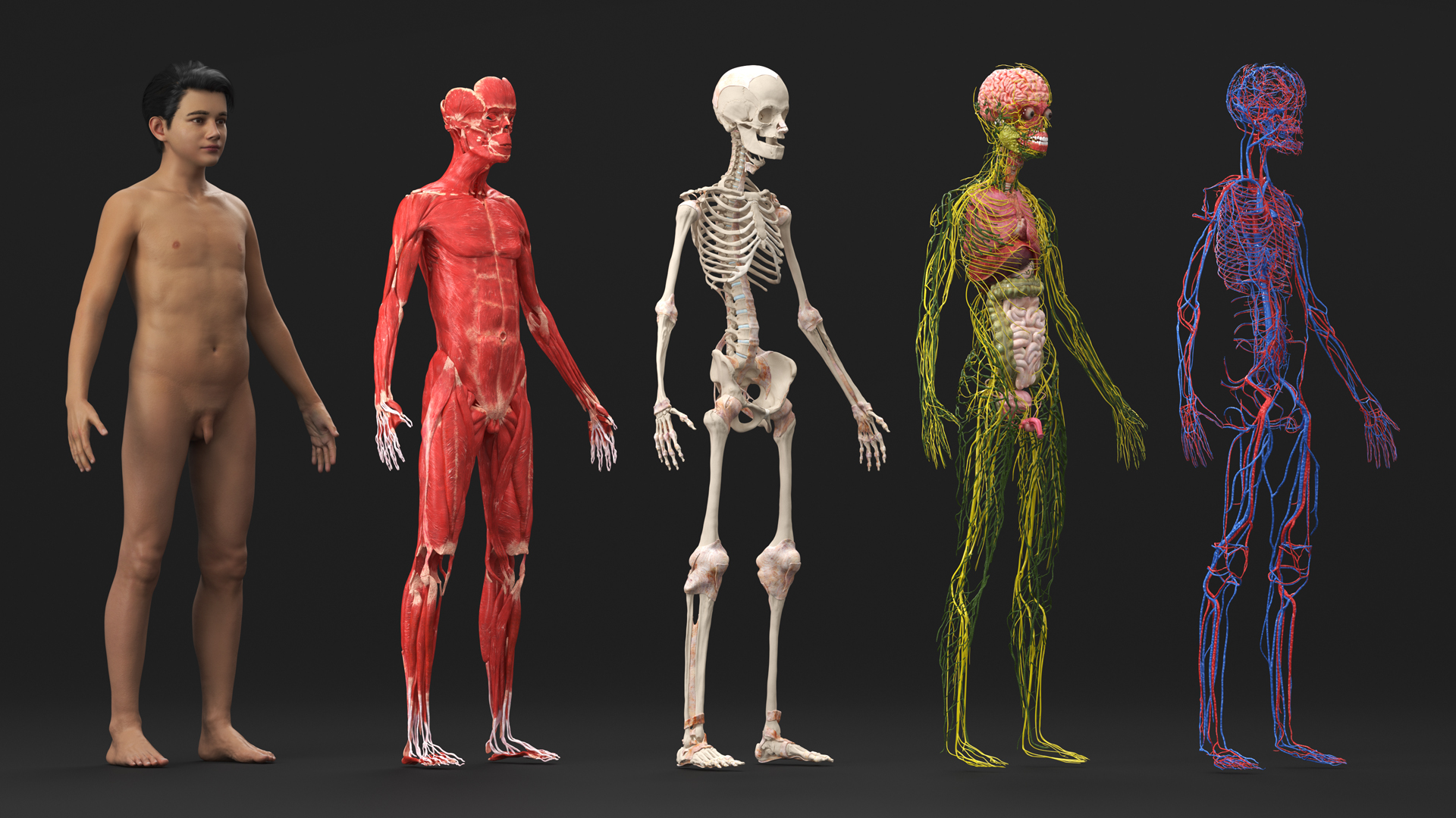 Realistic Skin Young Man with Full Body Anatomy 3D