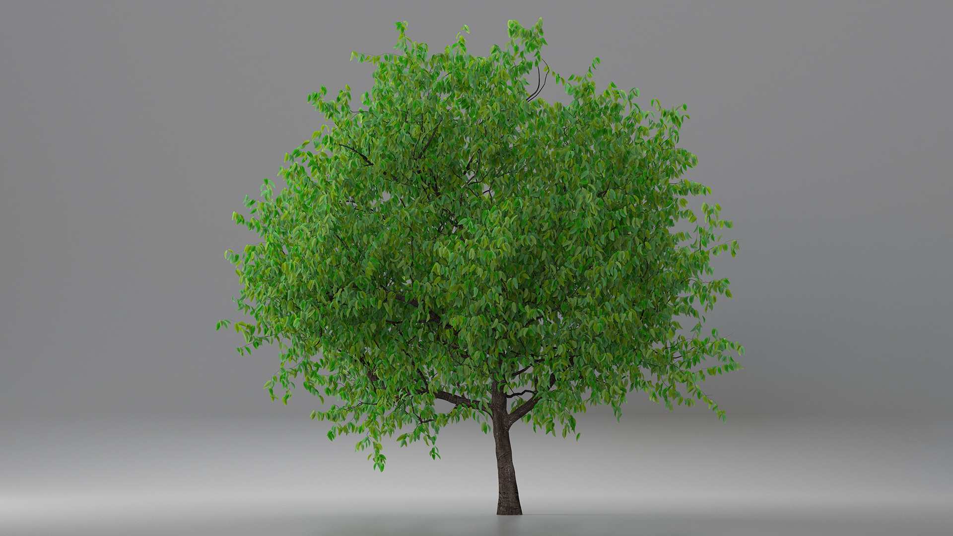 3D Cherry Tree