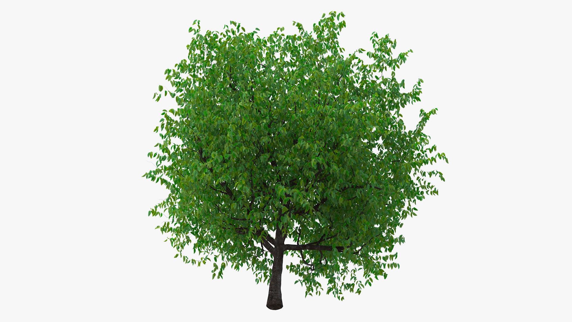 3D Cherry Tree