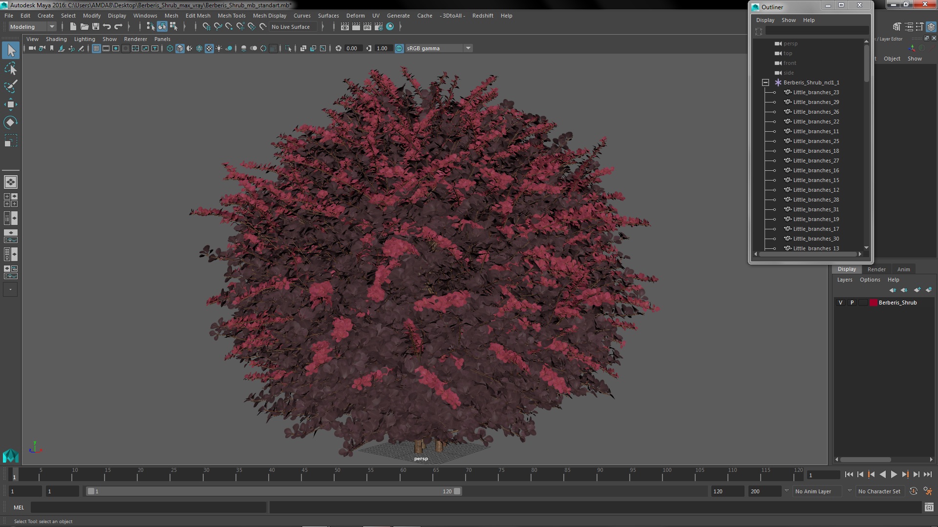 Berberis Shrub 3D model
