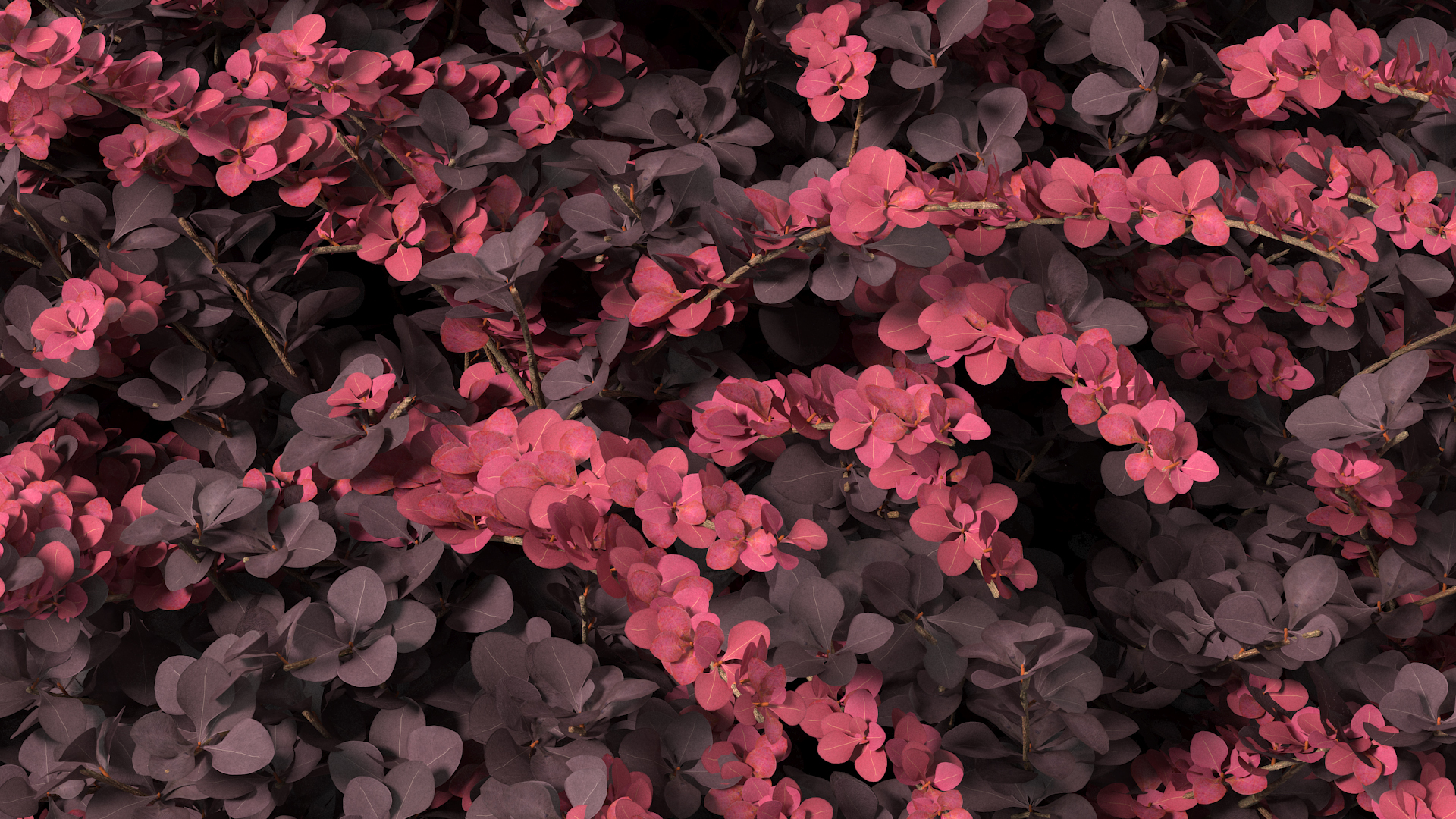 Berberis Shrub 3D model
