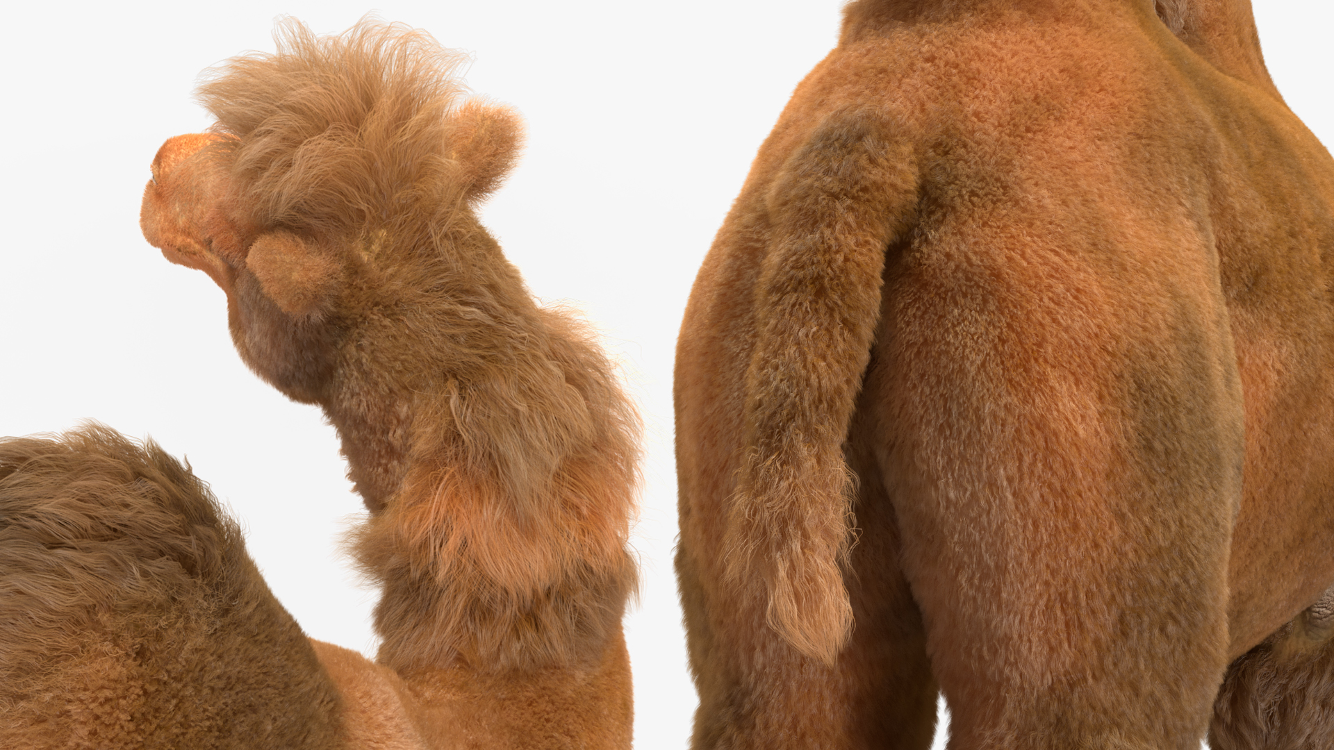 Bactrian Camel Standing Pose Fur 3D