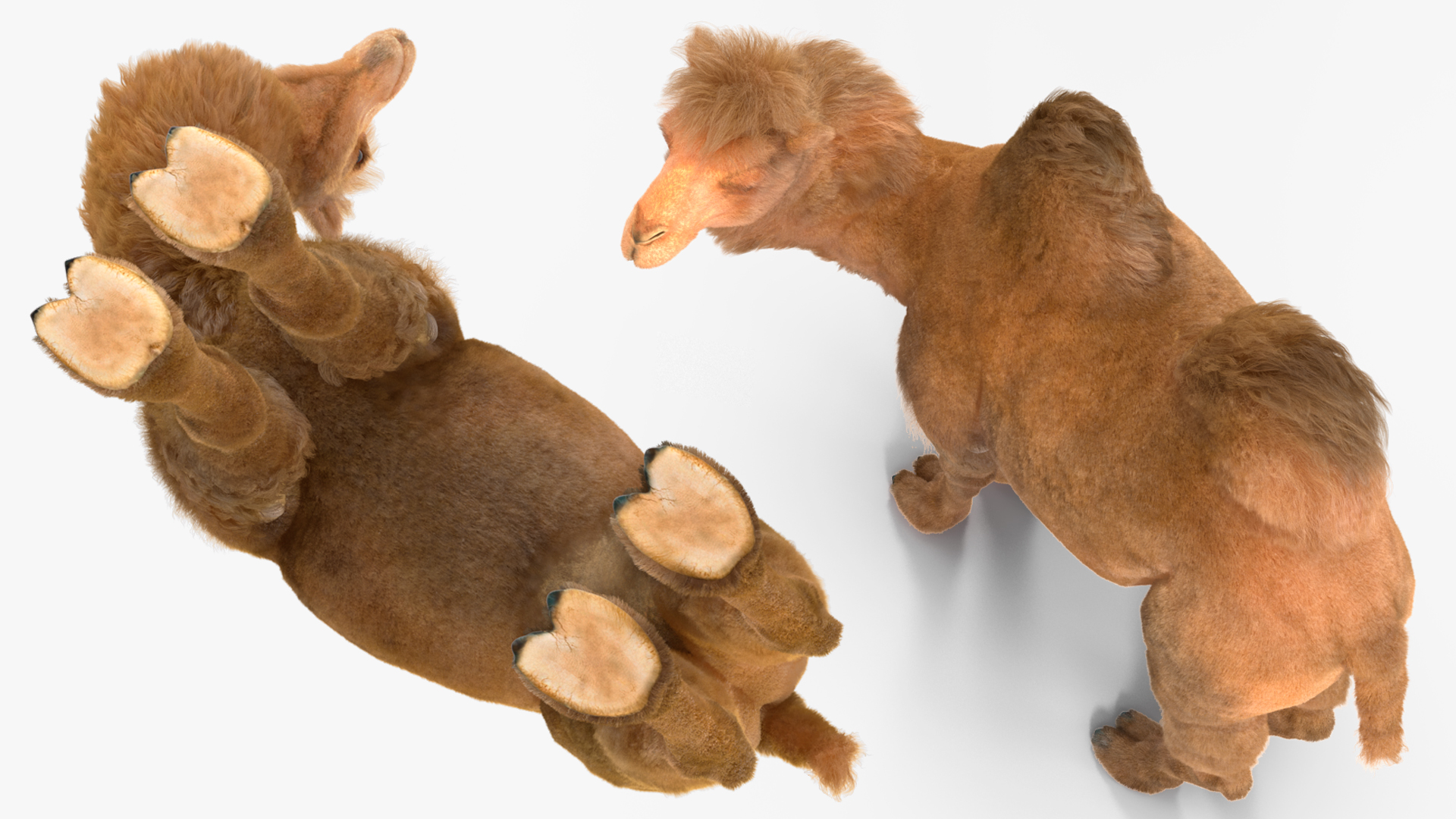 Bactrian Camel Standing Pose Fur 3D