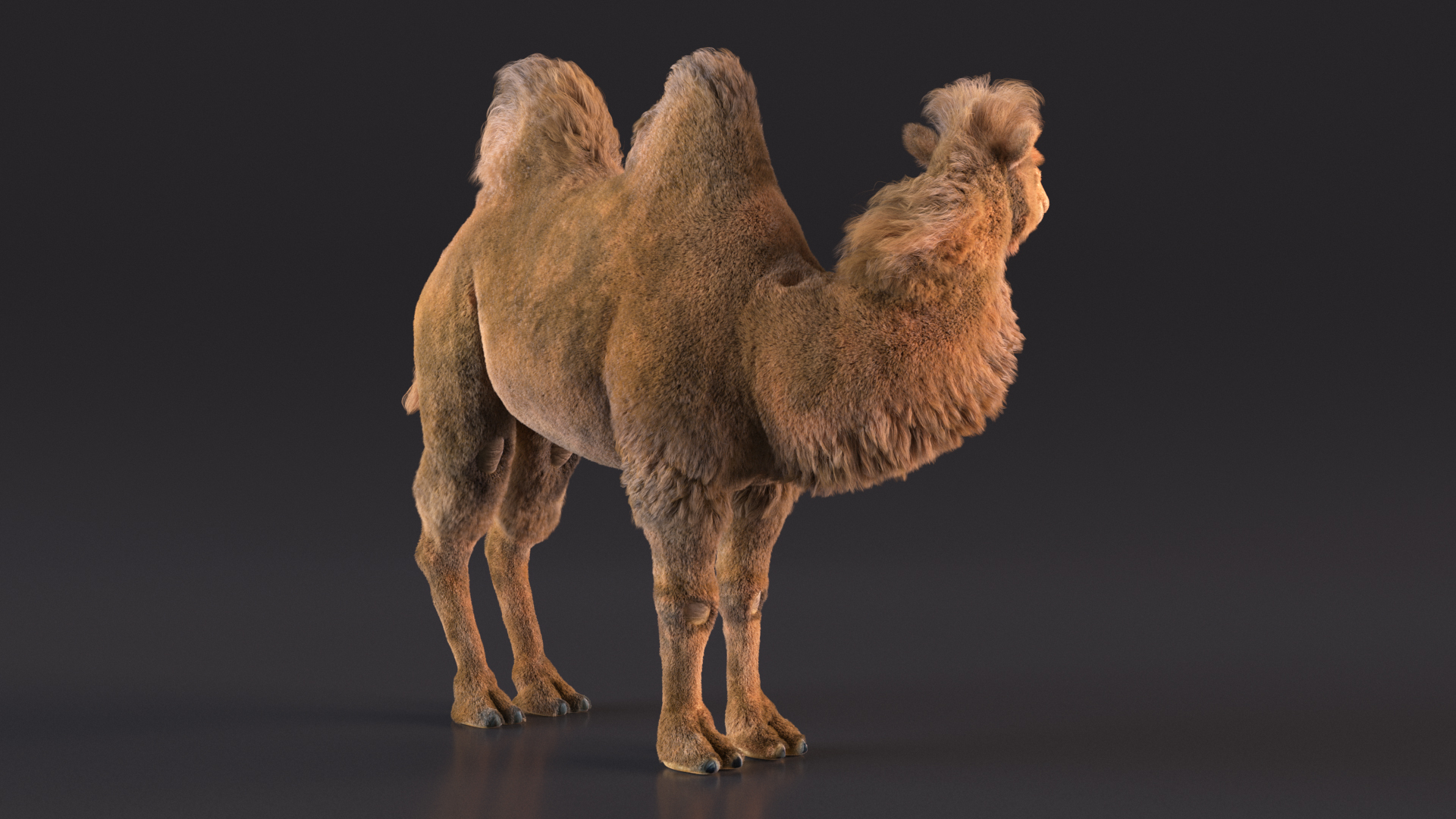 Bactrian Camel Standing Pose Fur 3D
