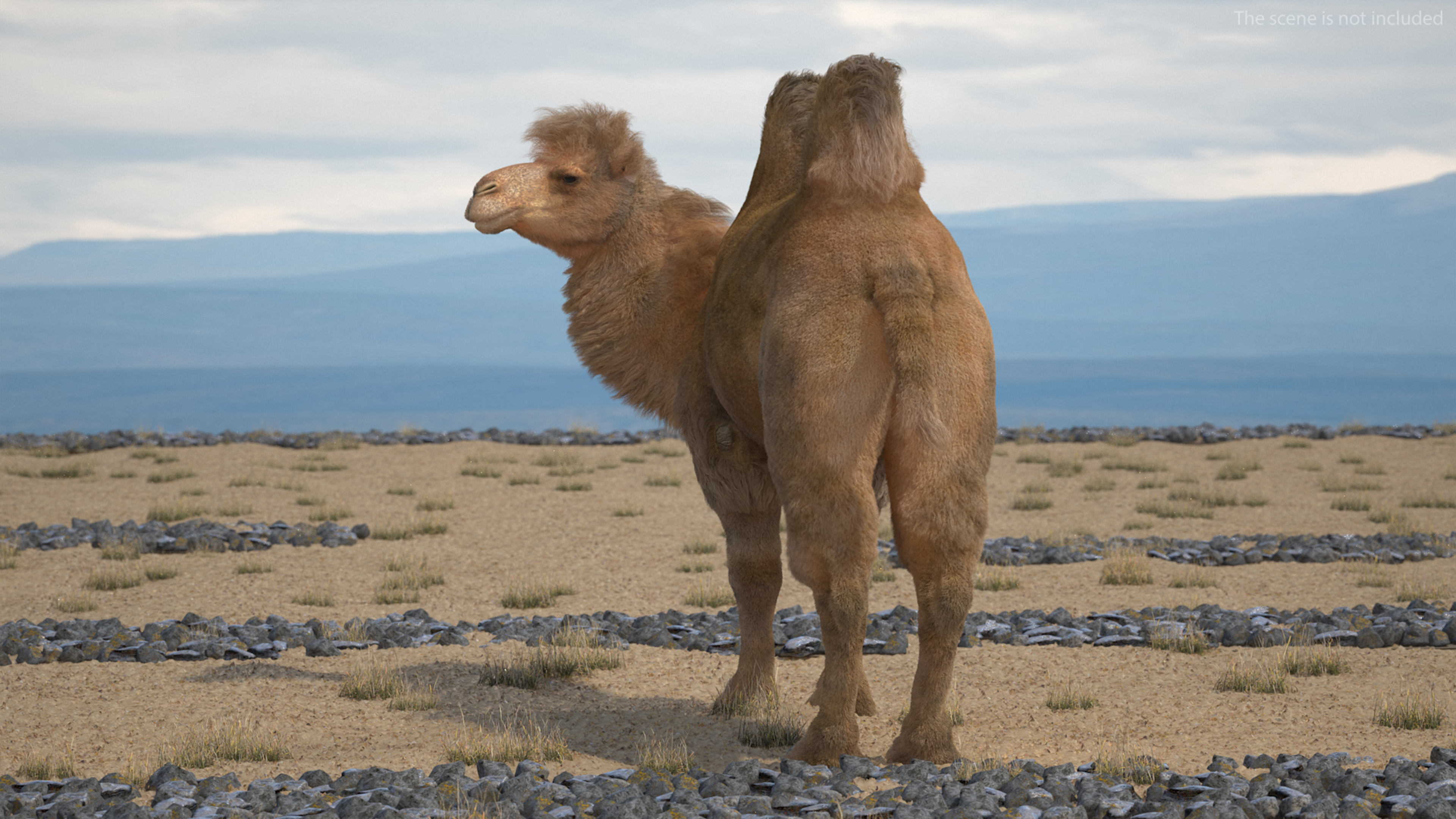 Bactrian Camel Standing Pose Fur 3D
