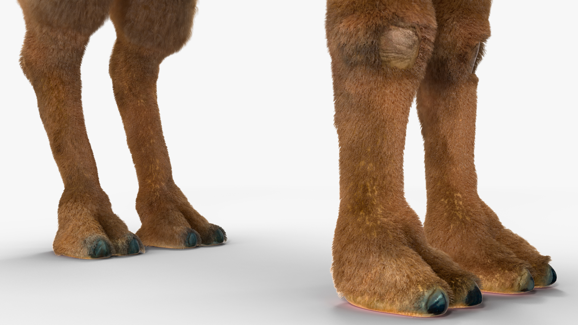 Bactrian Camel Standing Pose Fur 3D