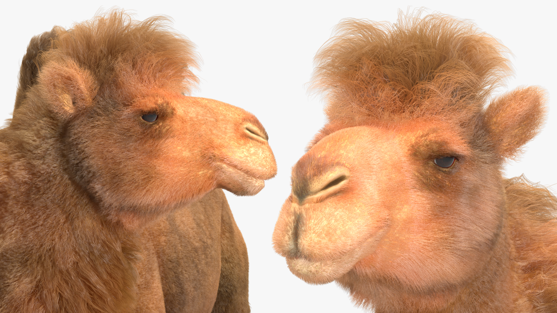 Bactrian Camel Standing Pose Fur 3D
