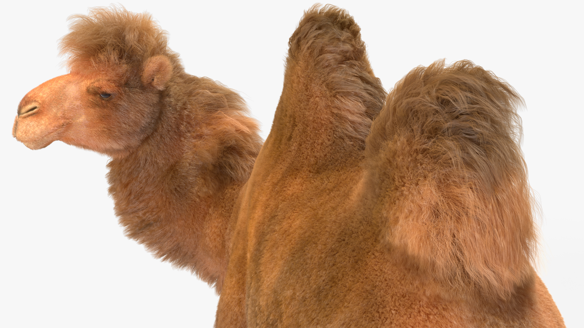 Bactrian Camel Standing Pose Fur 3D