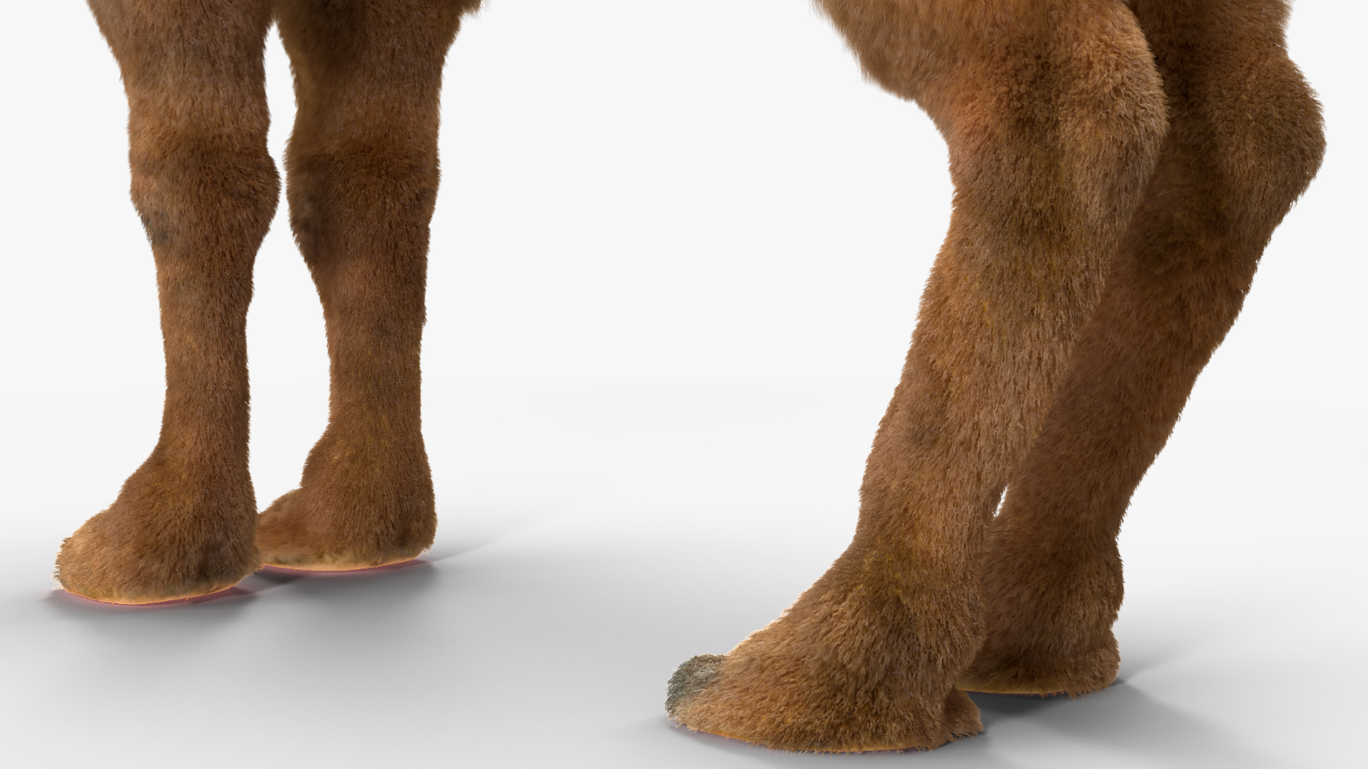 Bactrian Camel Standing Pose Fur 3D