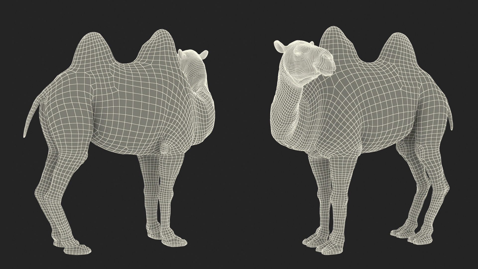 Bactrian Camel Standing Pose Fur 3D