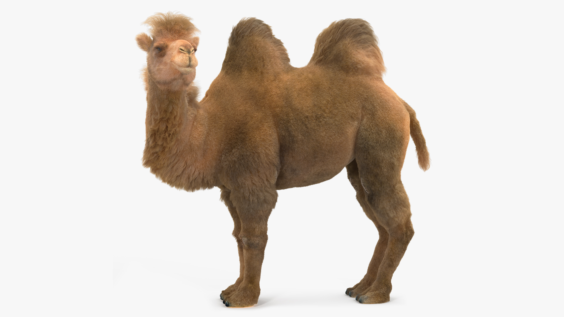 Bactrian Camel Standing Pose Fur 3D