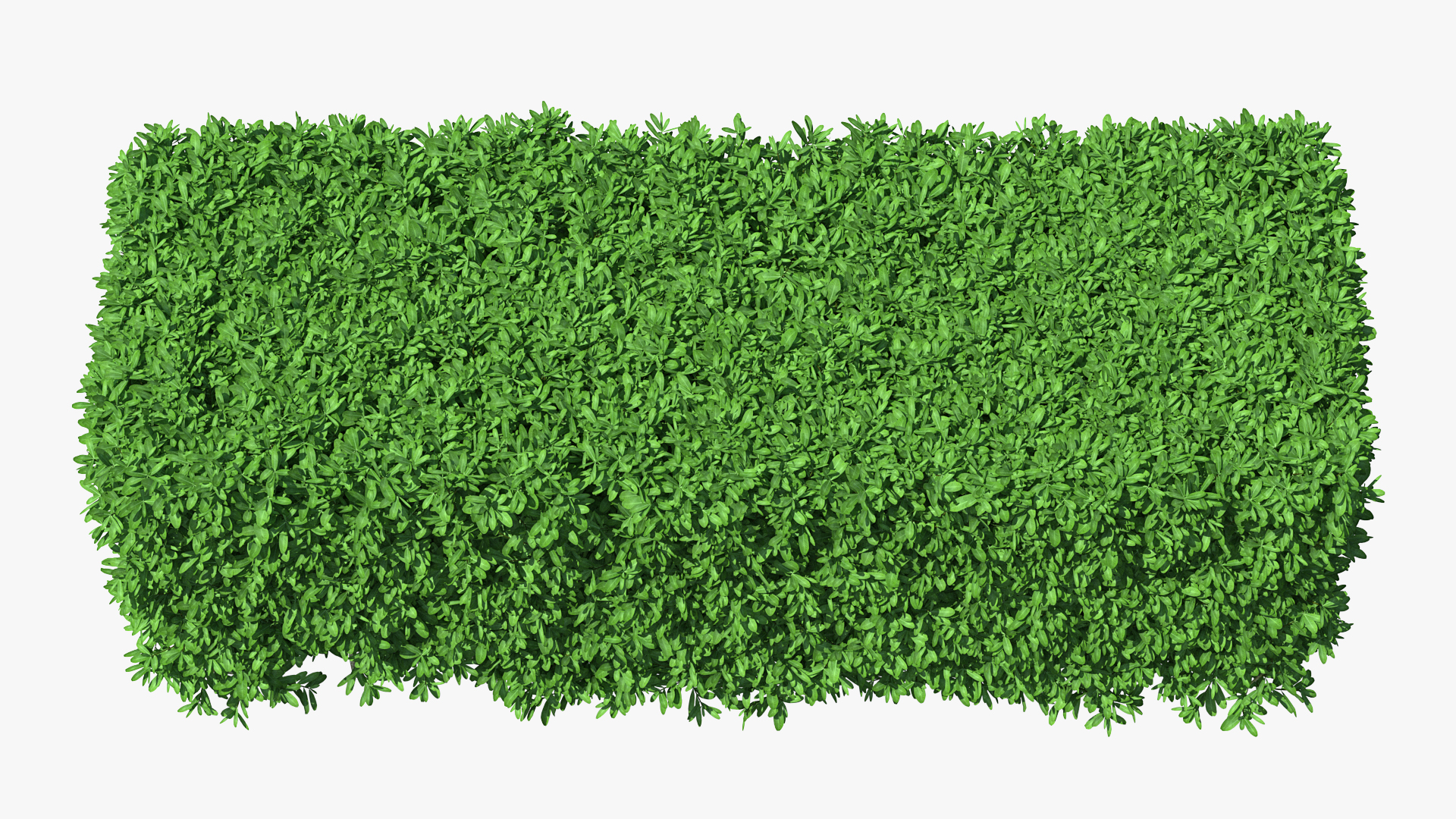 3D Boxwood Hedge model