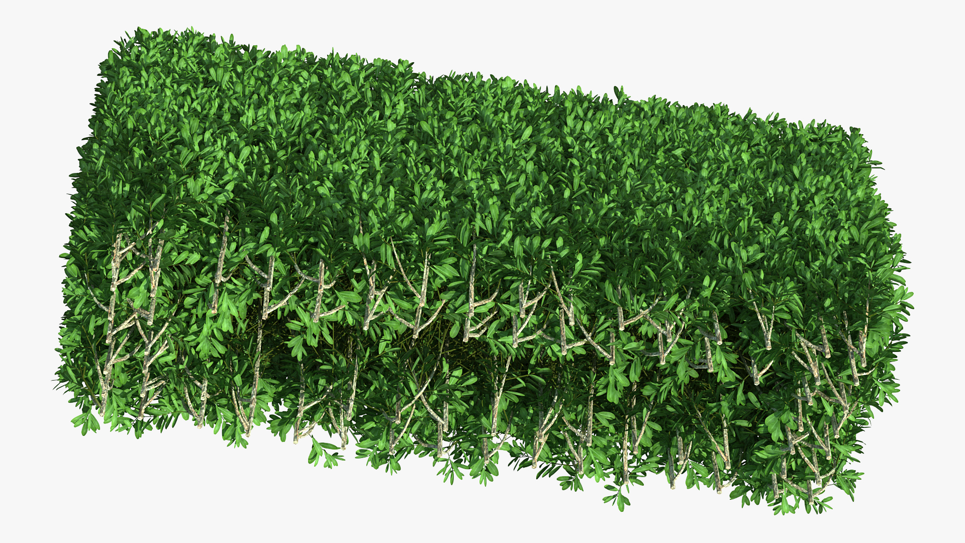 3D Boxwood Hedge model