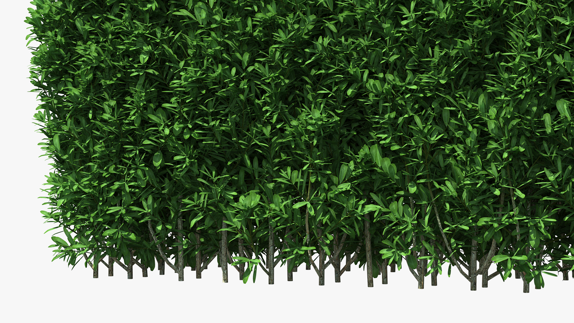 3D Boxwood Hedge model