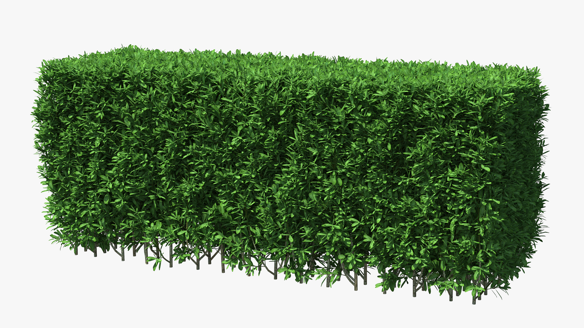 3D Boxwood Hedge model
