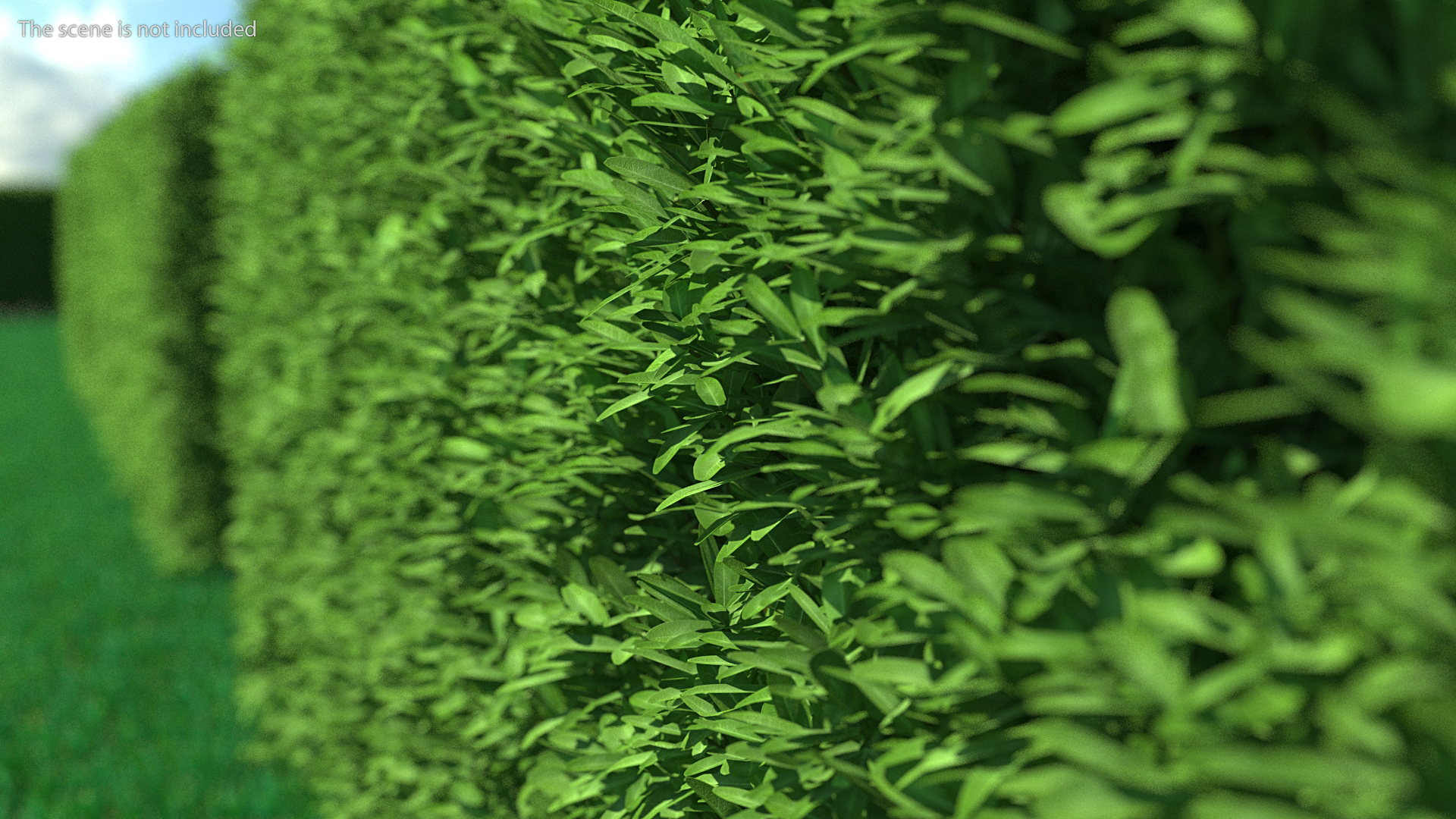 3D Boxwood Hedge model