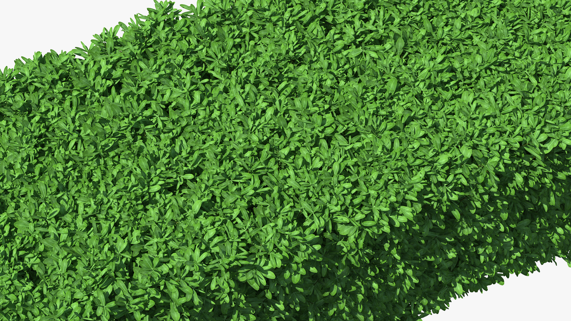 3D Boxwood Hedge model