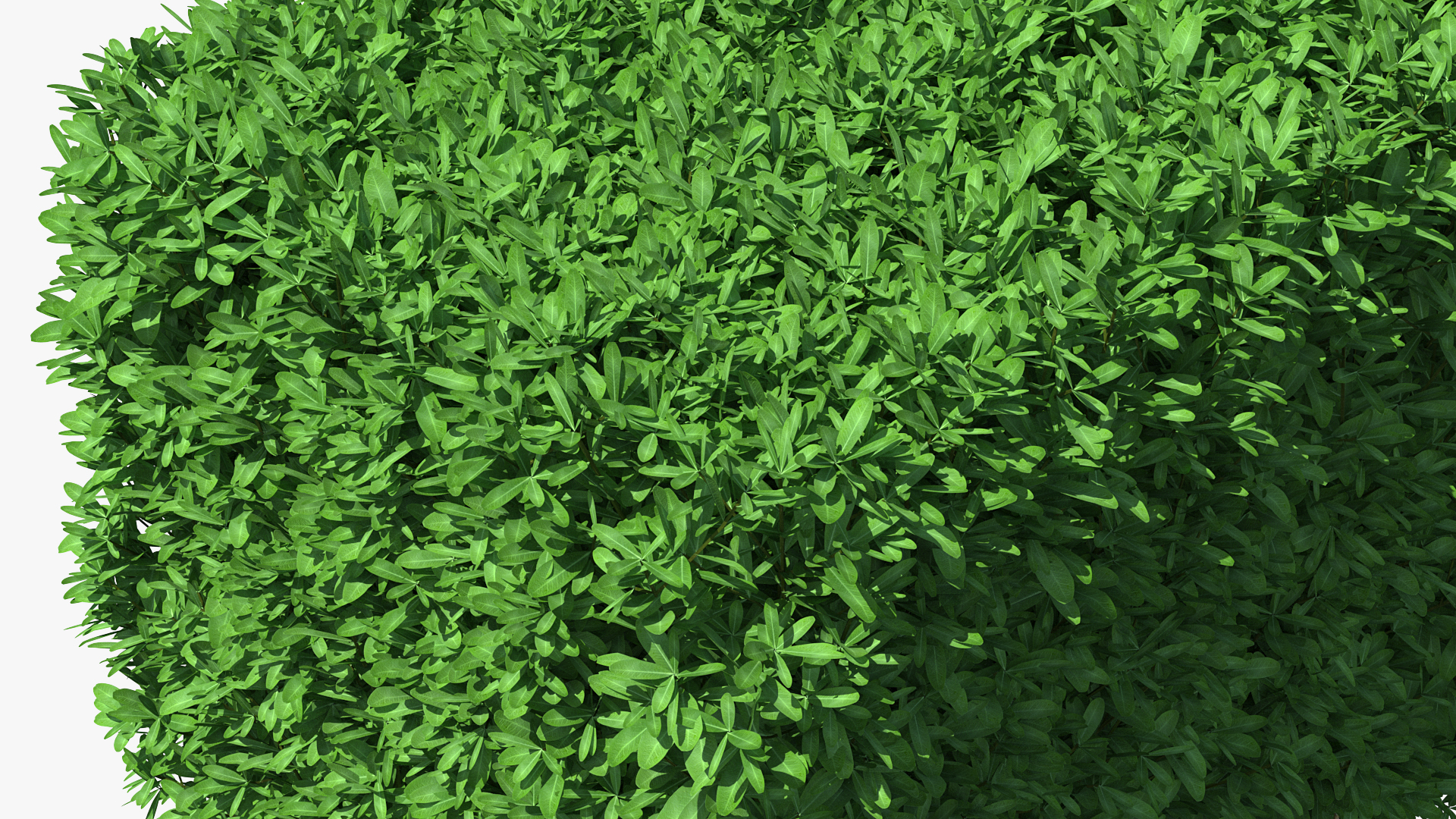 3D Boxwood Hedge model