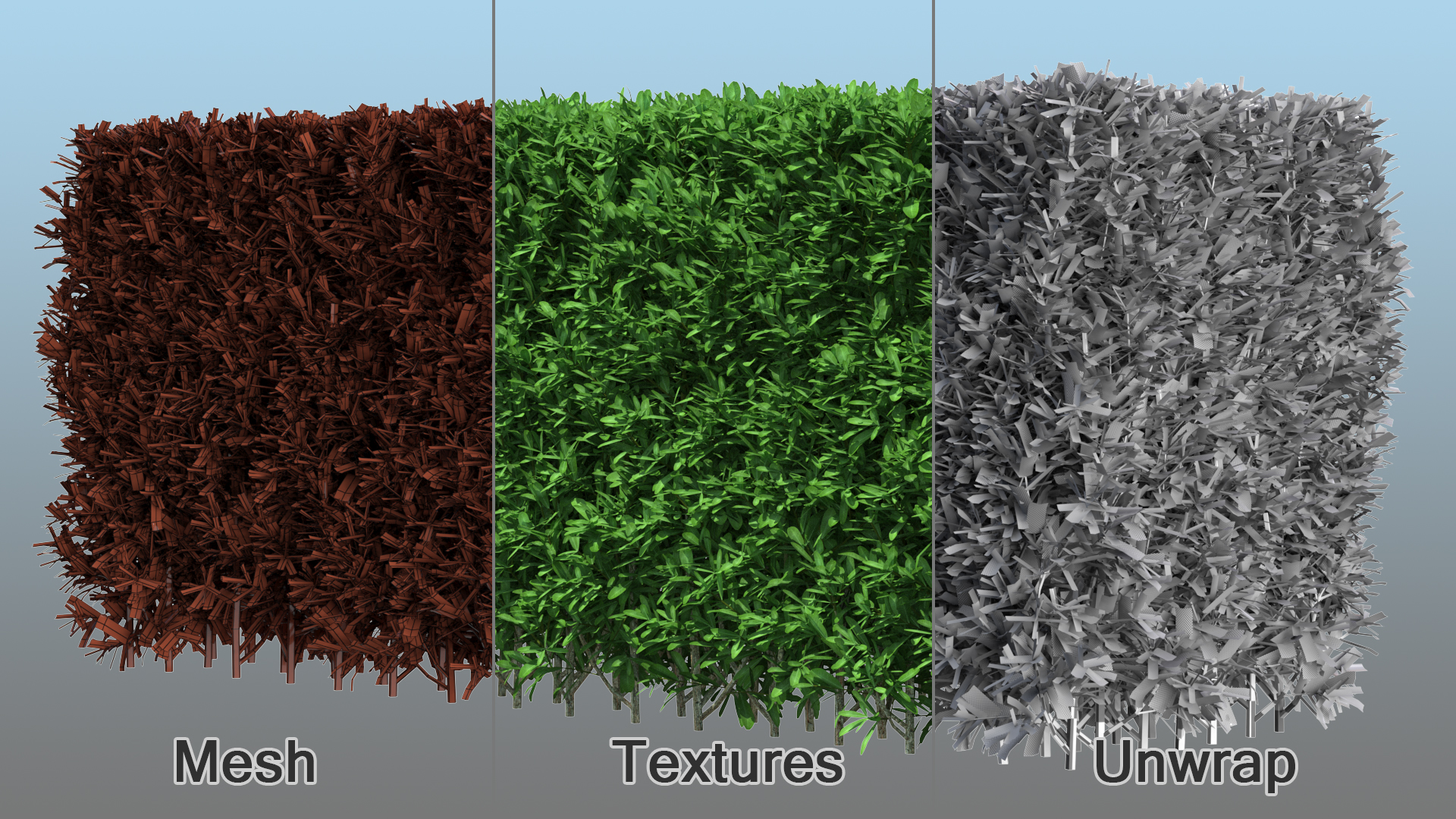3D Boxwood Hedge model