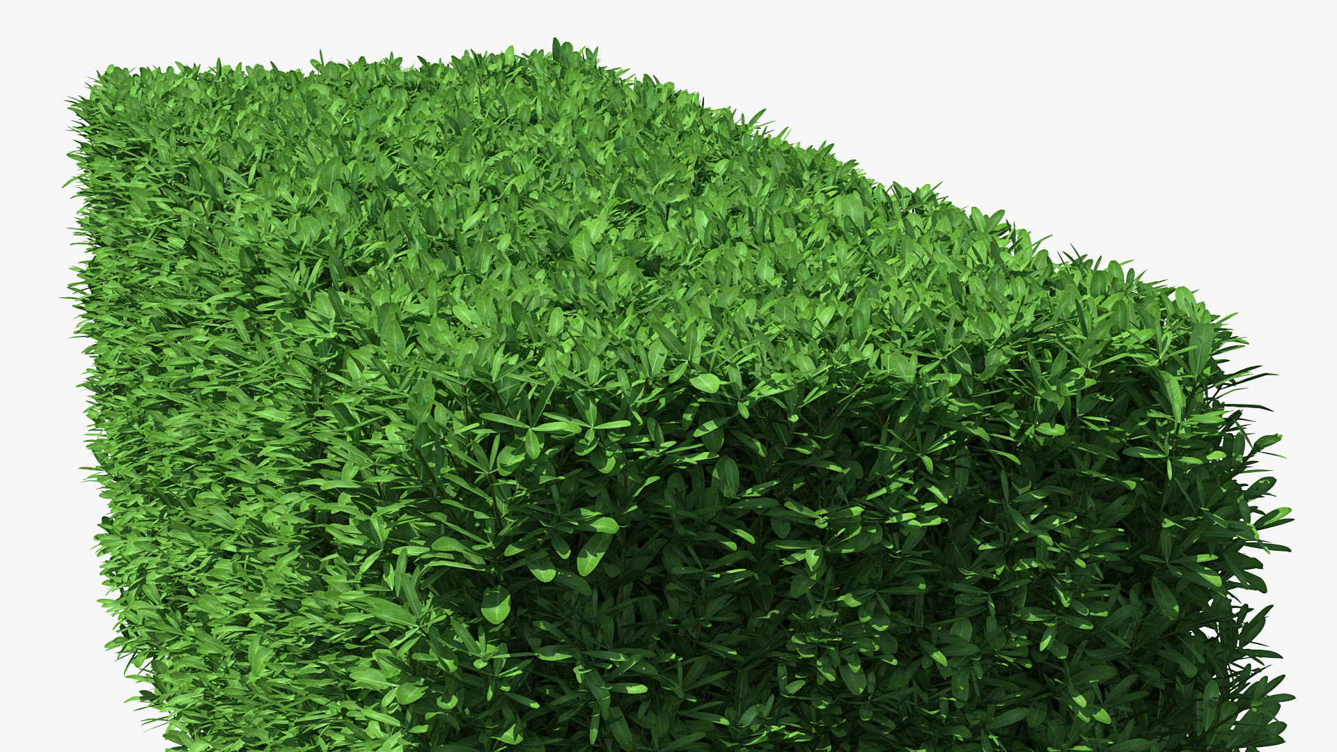 3D Boxwood Hedge model