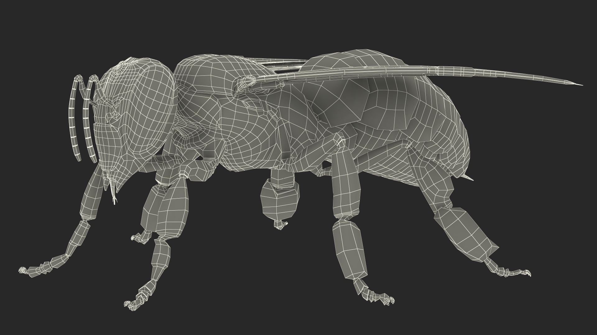 Apini Honey Bee Fur 3D model