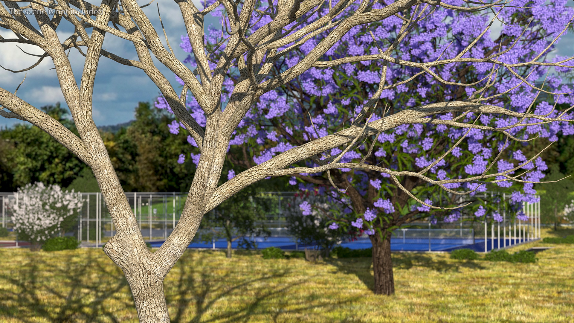 Peltophorum Pterocarpum Trunk 3D model