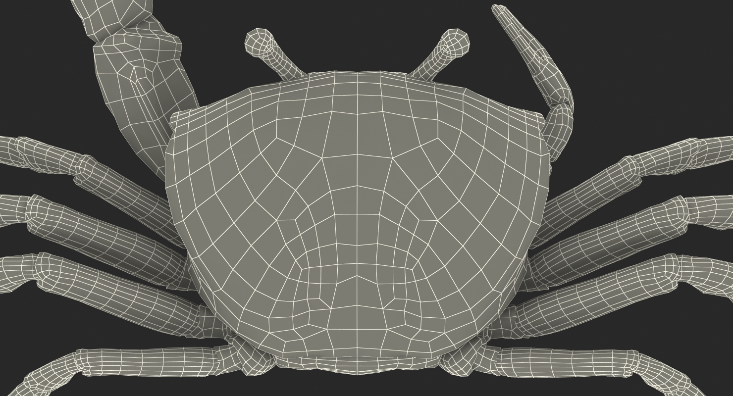 3D Fiddler Crab with Fur