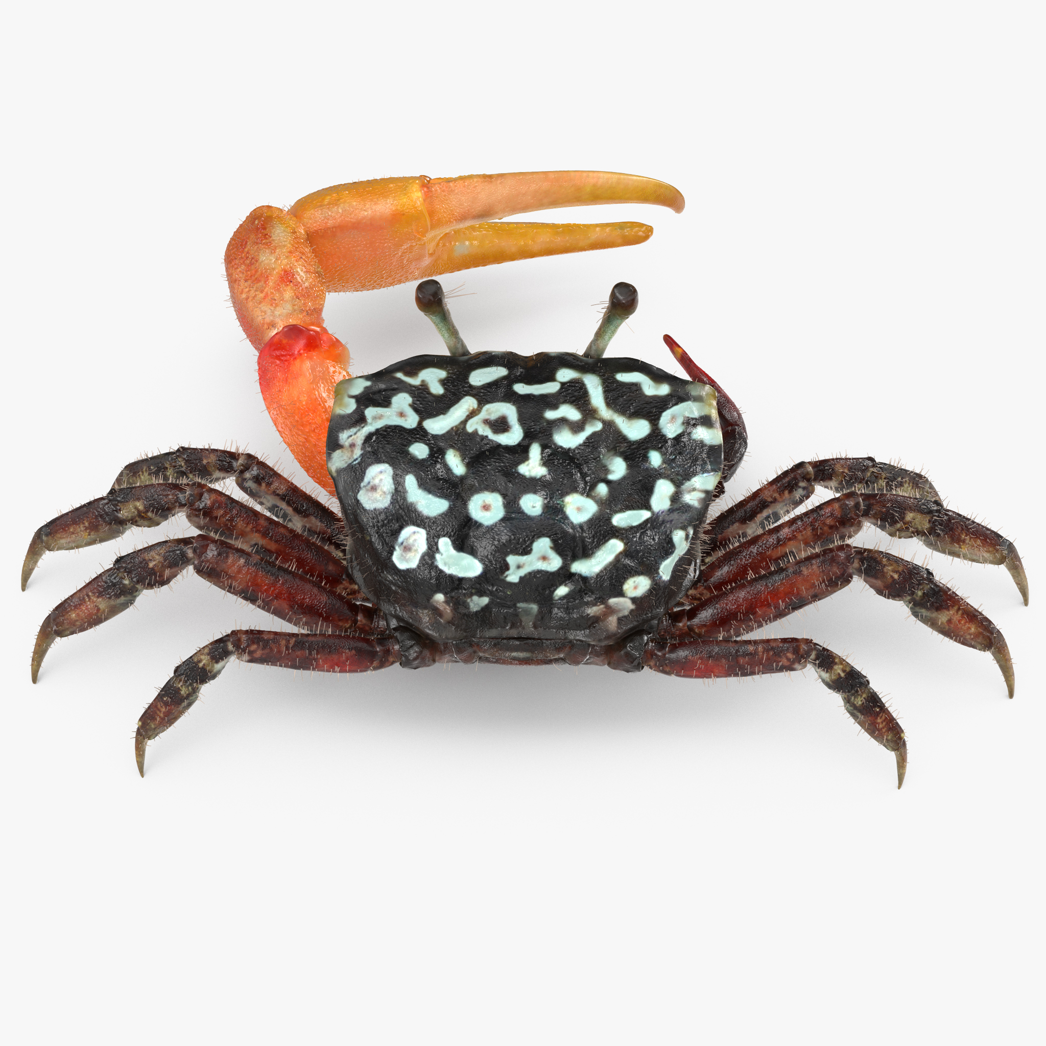Fiddler Crab with Fur 3D Model, view 6