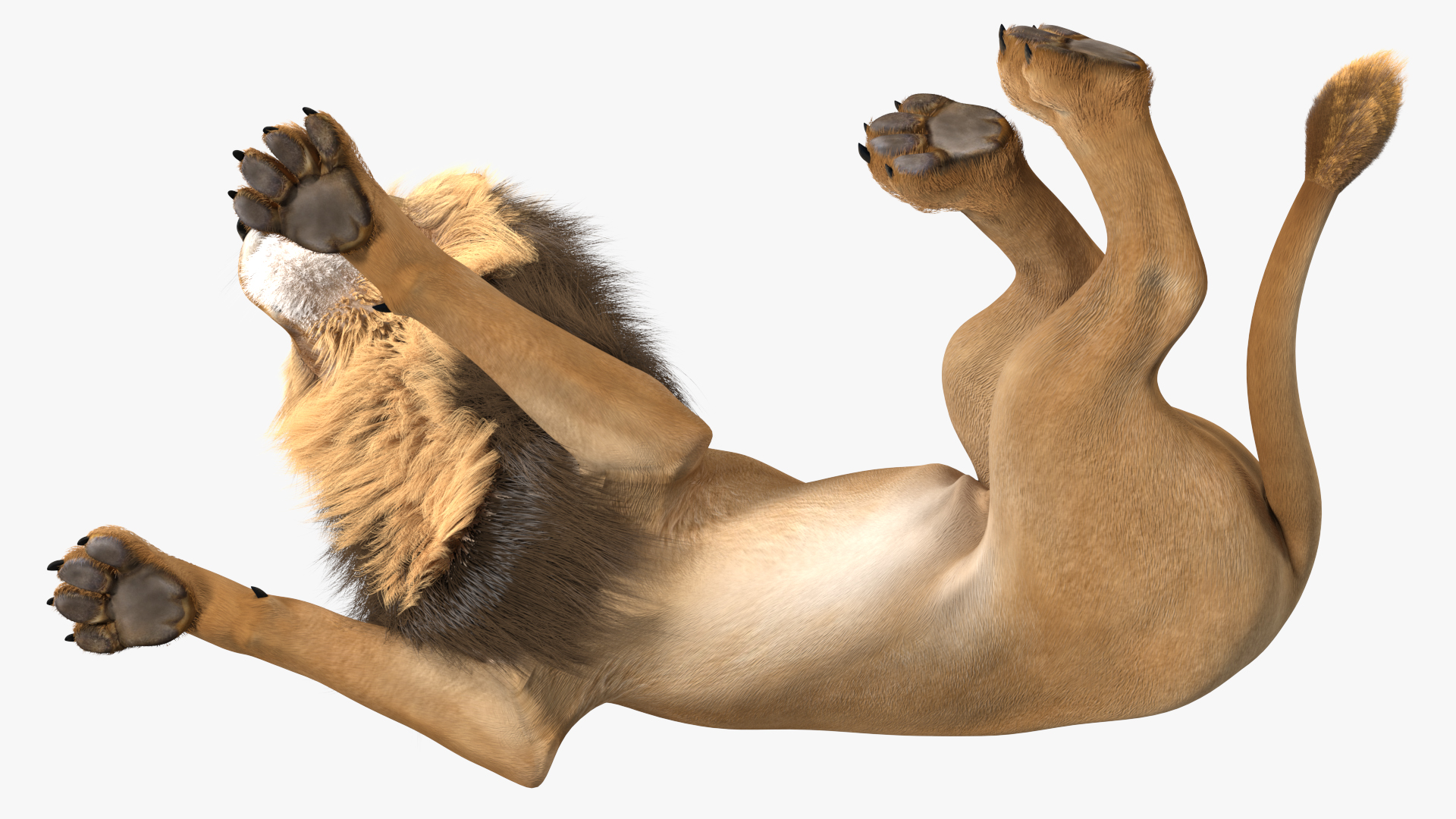 Lion Lying Pose Fur 3D model
